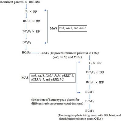 Gene Pyramiding for Achieving Enhanced Resistance to Bacterial Blight, Blast, and Sheath Blight Diseases in Rice